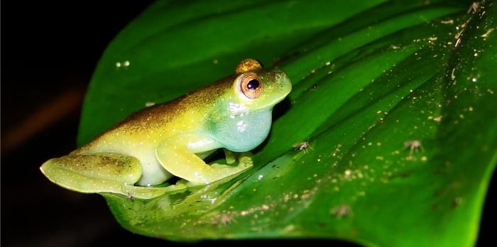 Turismo Morona Santiago ENTRE RANAS Y CANTORES, Es inevitable escuchar al ritmo de la lluvia los sonidos inconfundibles de las ranas, que en melodiosas harmonías deleitan nuestros oídos. Turismo Morona Santiago