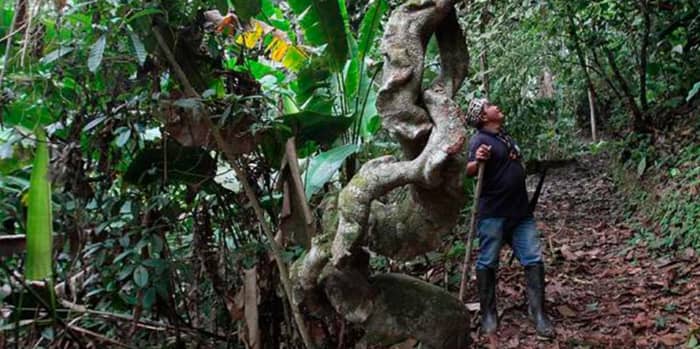 EN GUAYAS: EL SHUAR CUIDA SU BOSQUE