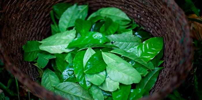 GUAYUSA UNA PLANTA ANCESTRAL